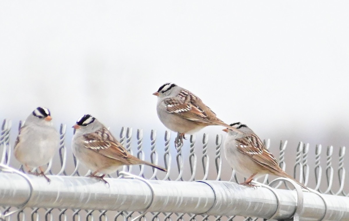 White-crowned Sparrow - ML618424721