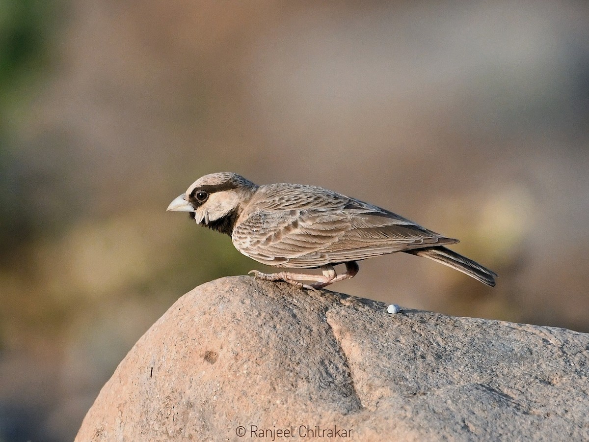 Ashy-crowned Sparrow-Lark - ML618424727