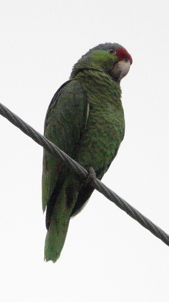 Lilac-crowned Parrot - ML618424732
