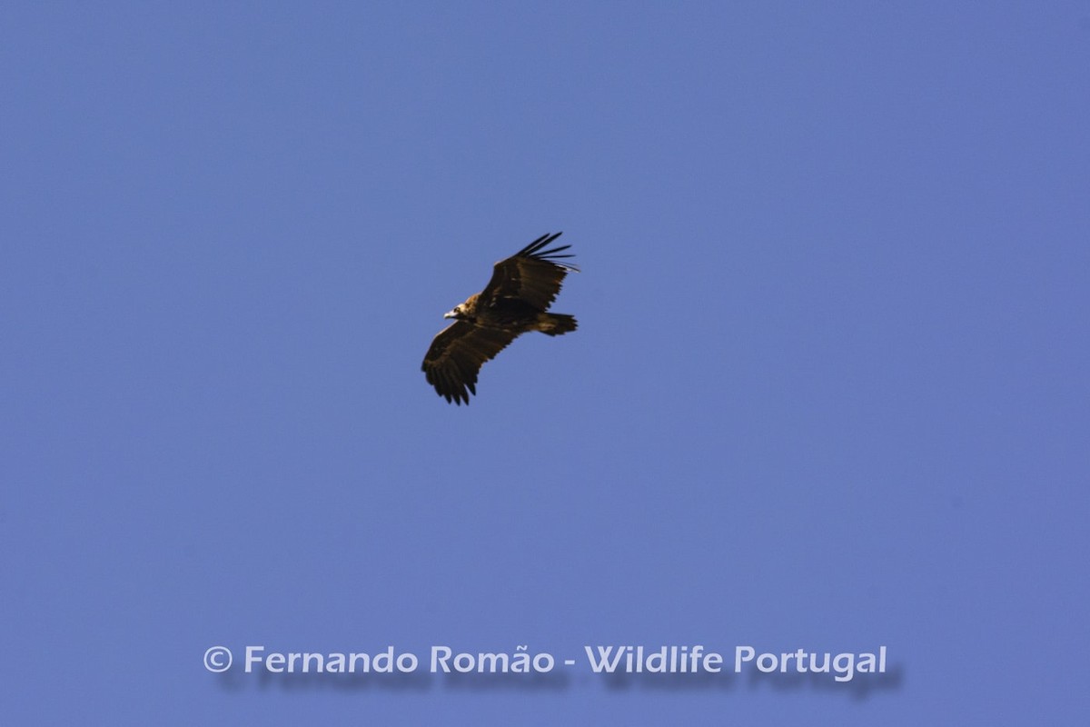 Cinereous Vulture - ML618424785