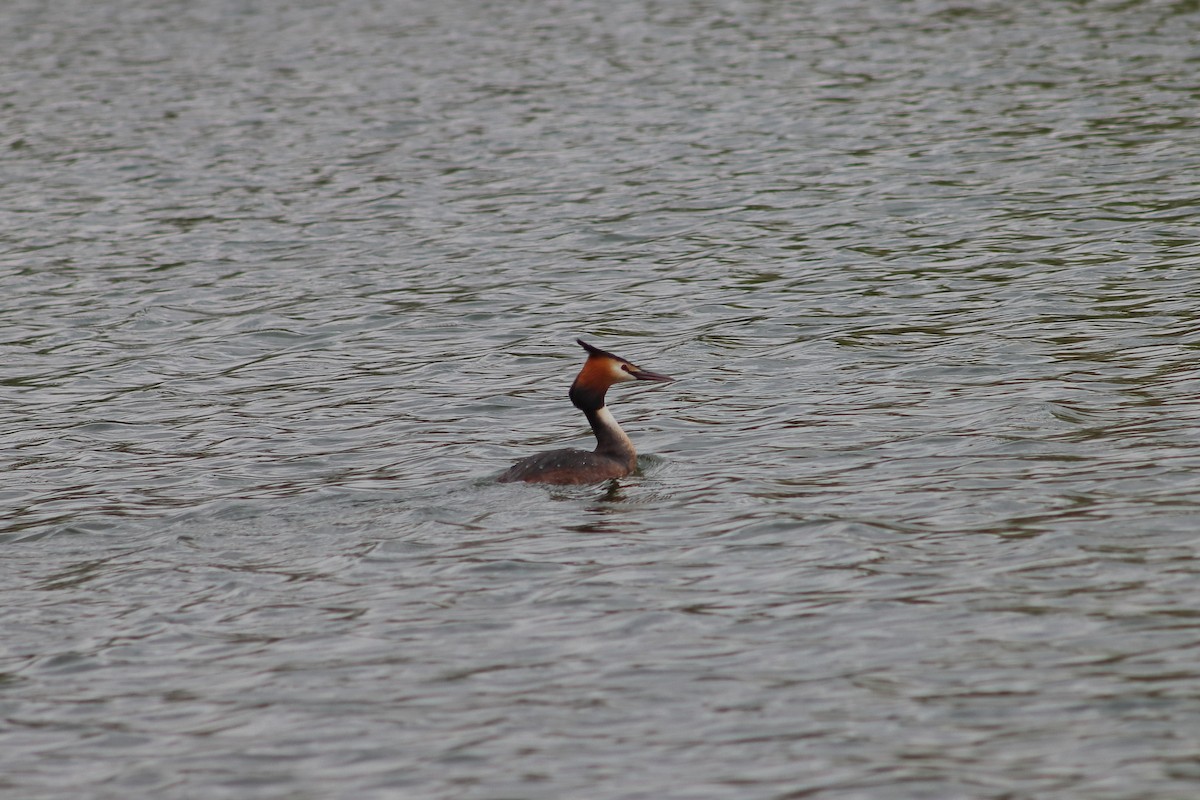 Great Crested Grebe - ML618424787
