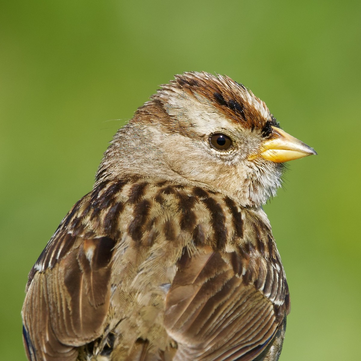 White-crowned Sparrow - ML618424859