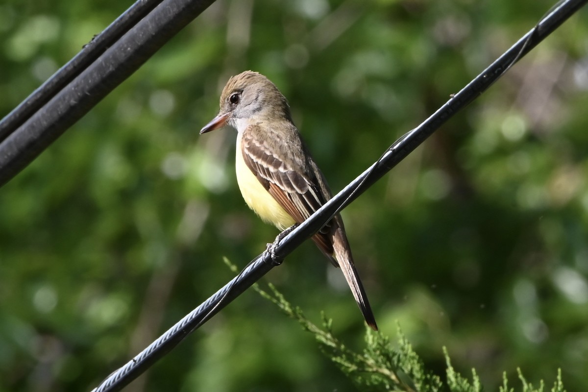 Great Crested Flycatcher - ML618424880