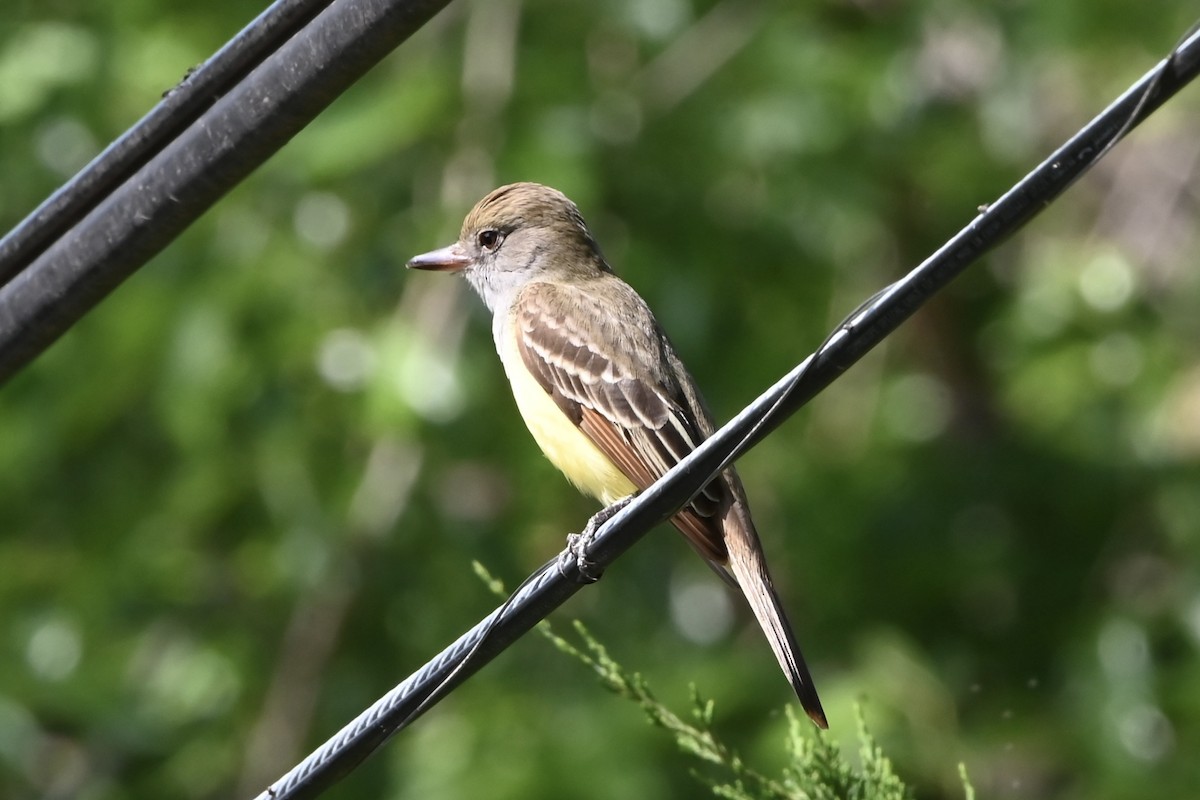 Great Crested Flycatcher - ML618424881