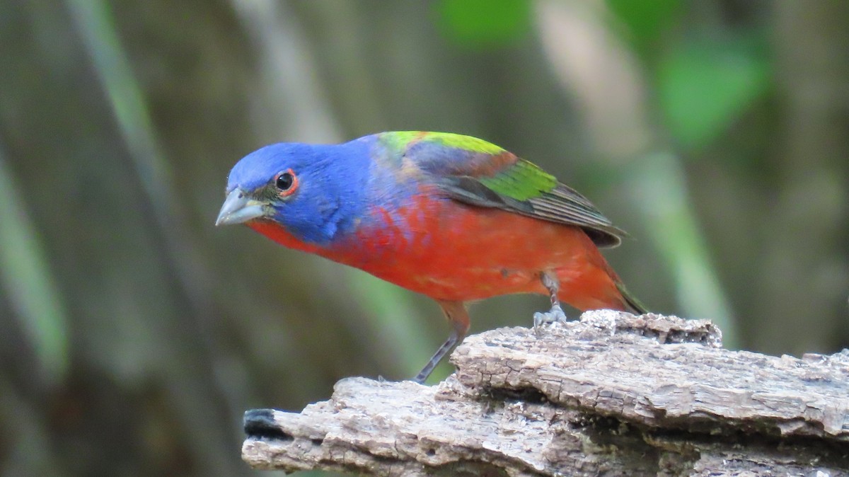 Painted Bunting - ML618424916