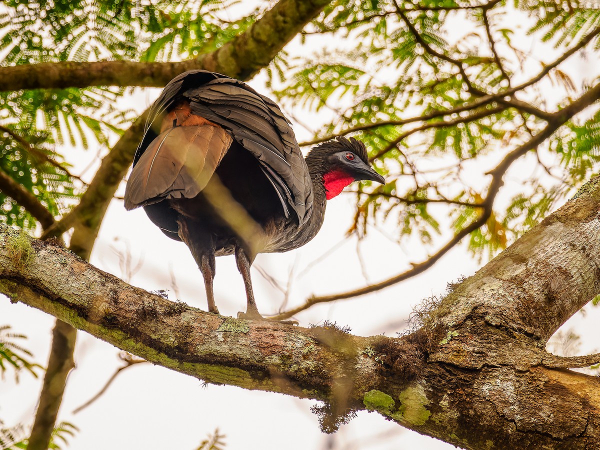 Crested Guan - ML618424964