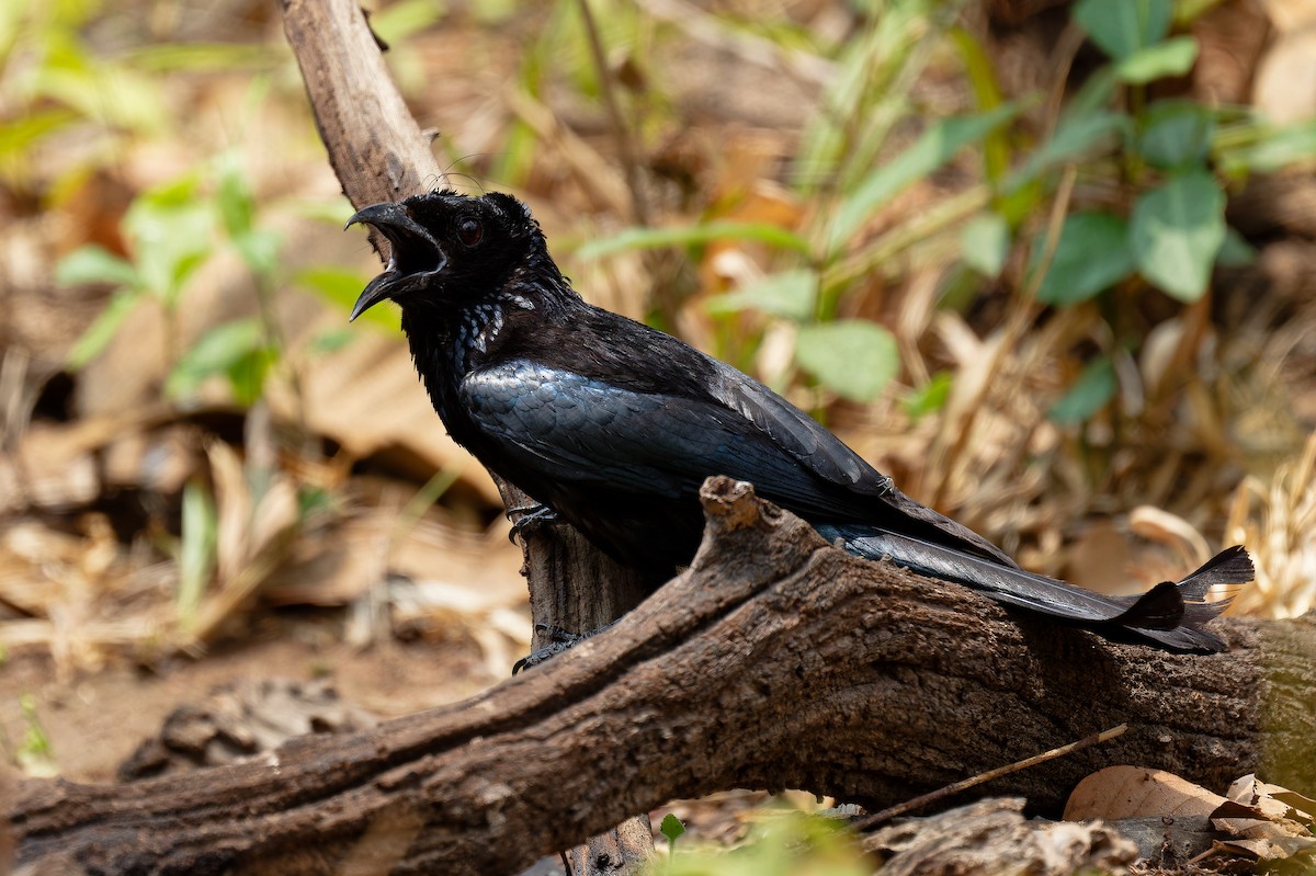 Hair-crested Drongo - ML618425015