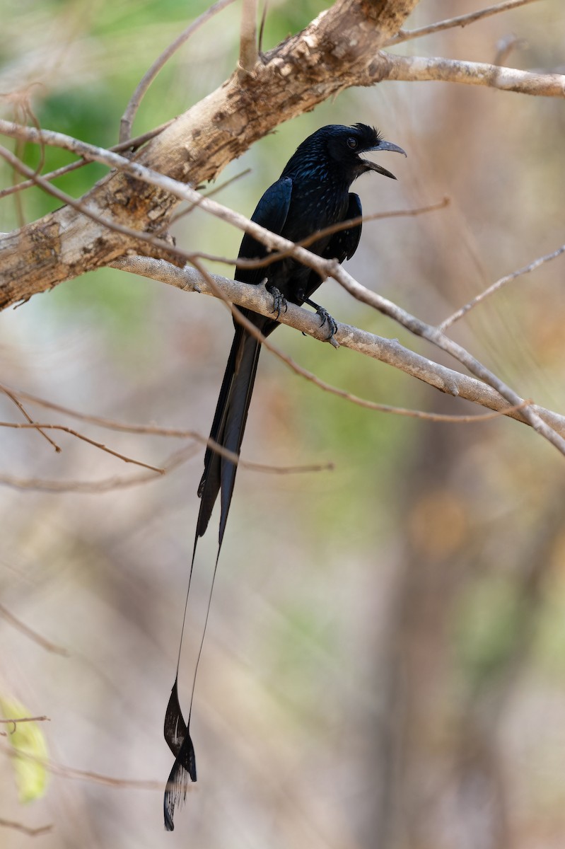 Greater Racket-tailed Drongo - ML618425029