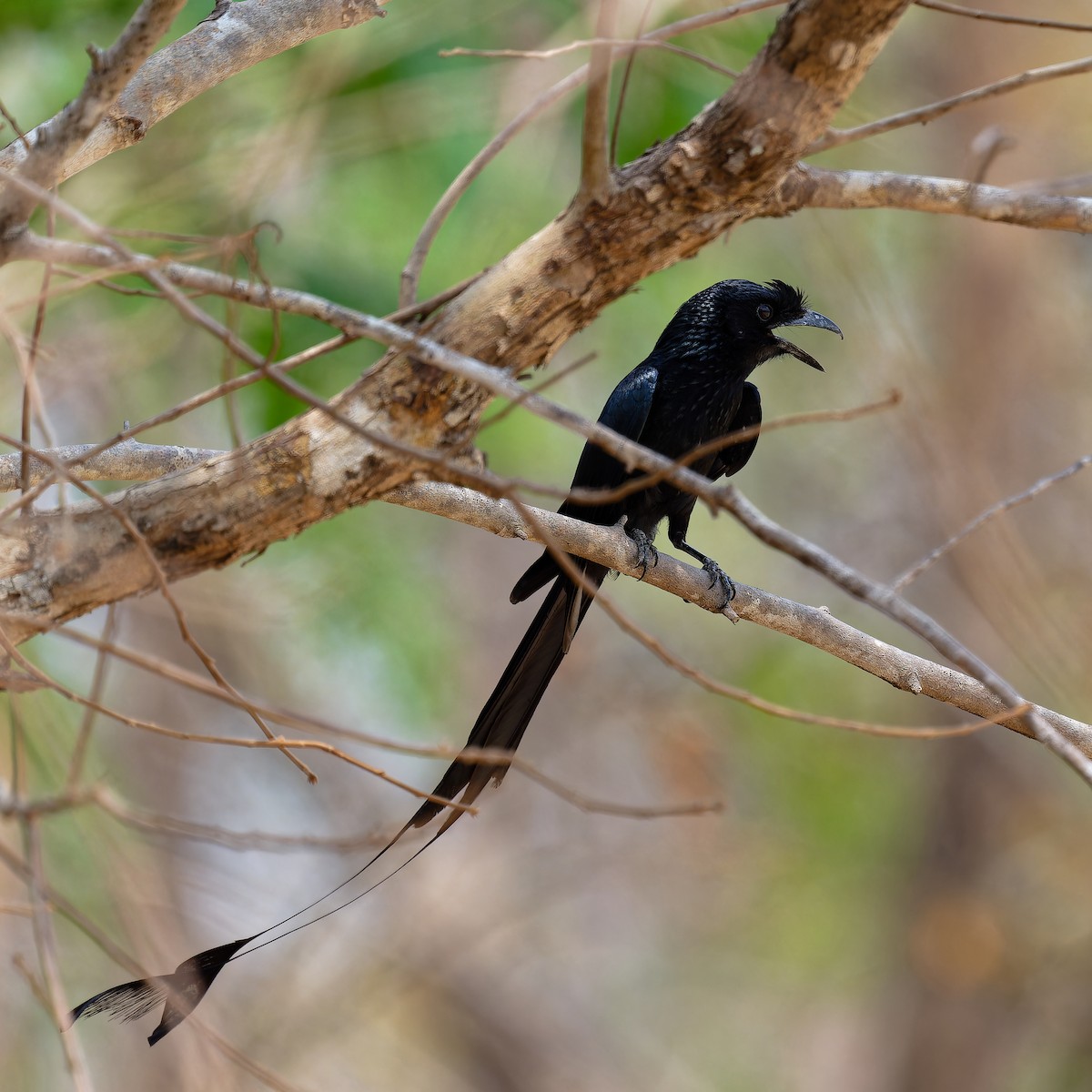 Greater Racket-tailed Drongo - ML618425030