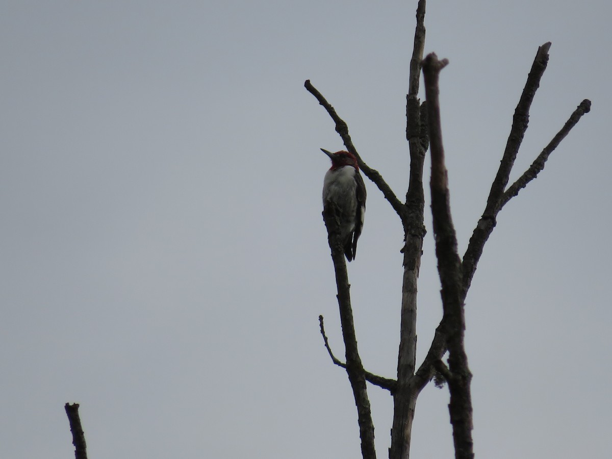 Red-headed Woodpecker - ML618425054