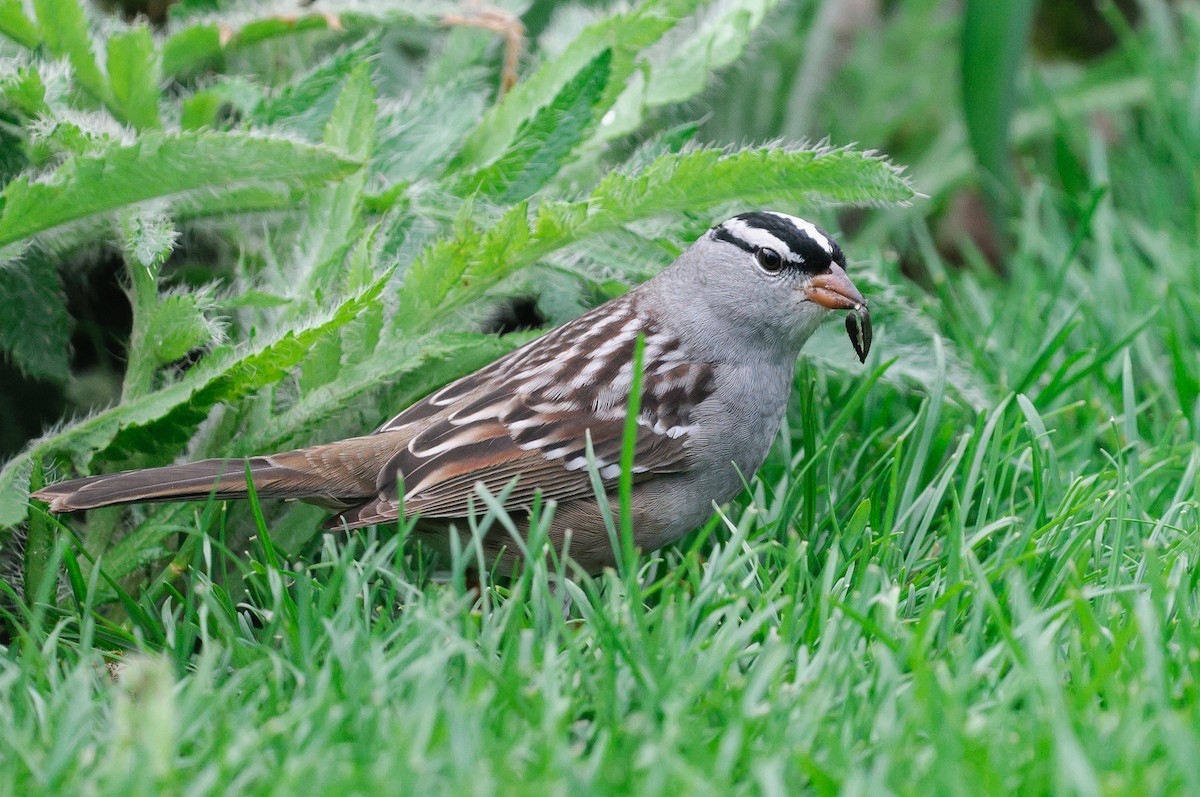 White-crowned Sparrow - ML618425060