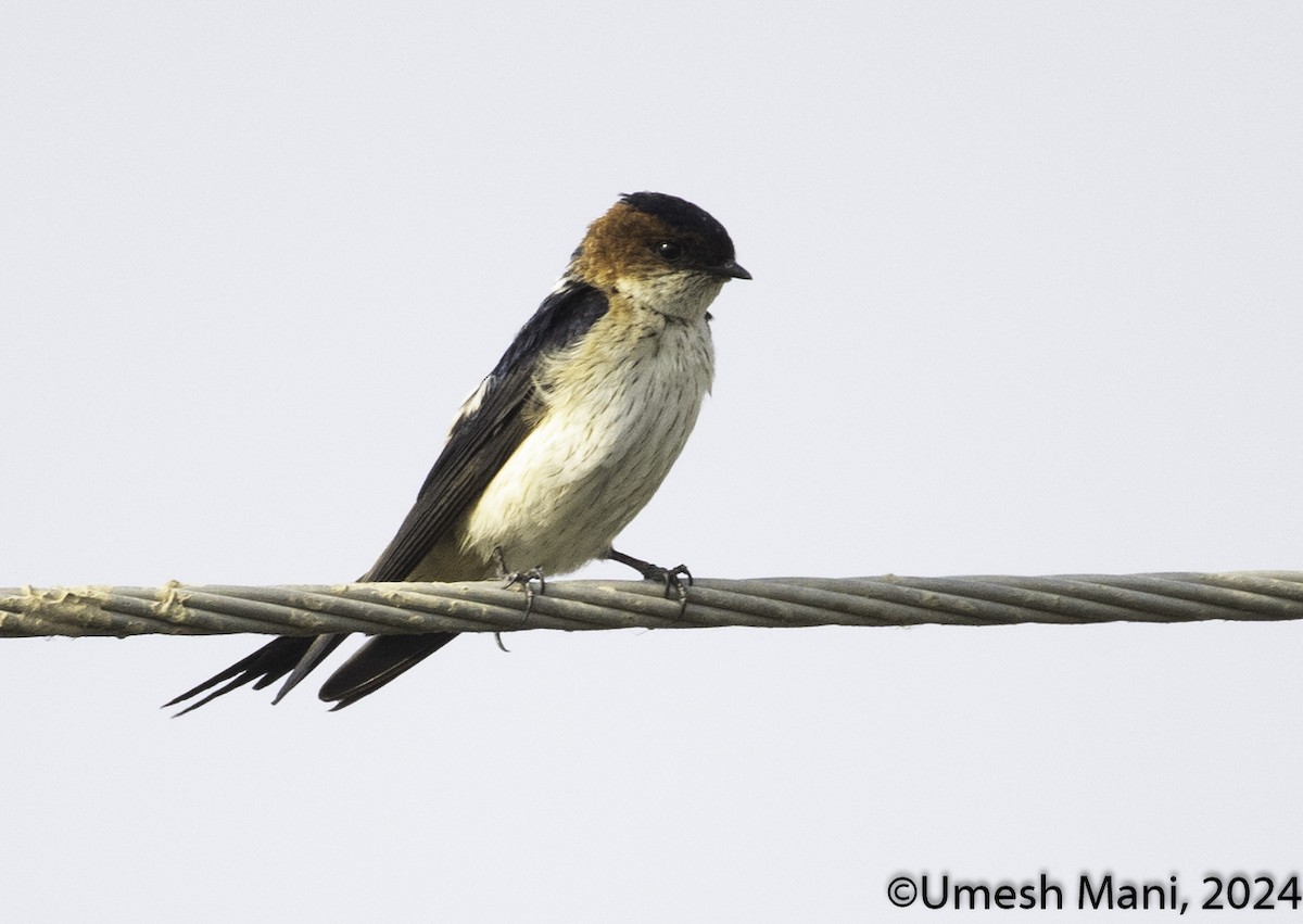 Red-rumped Swallow - Umesh Mani