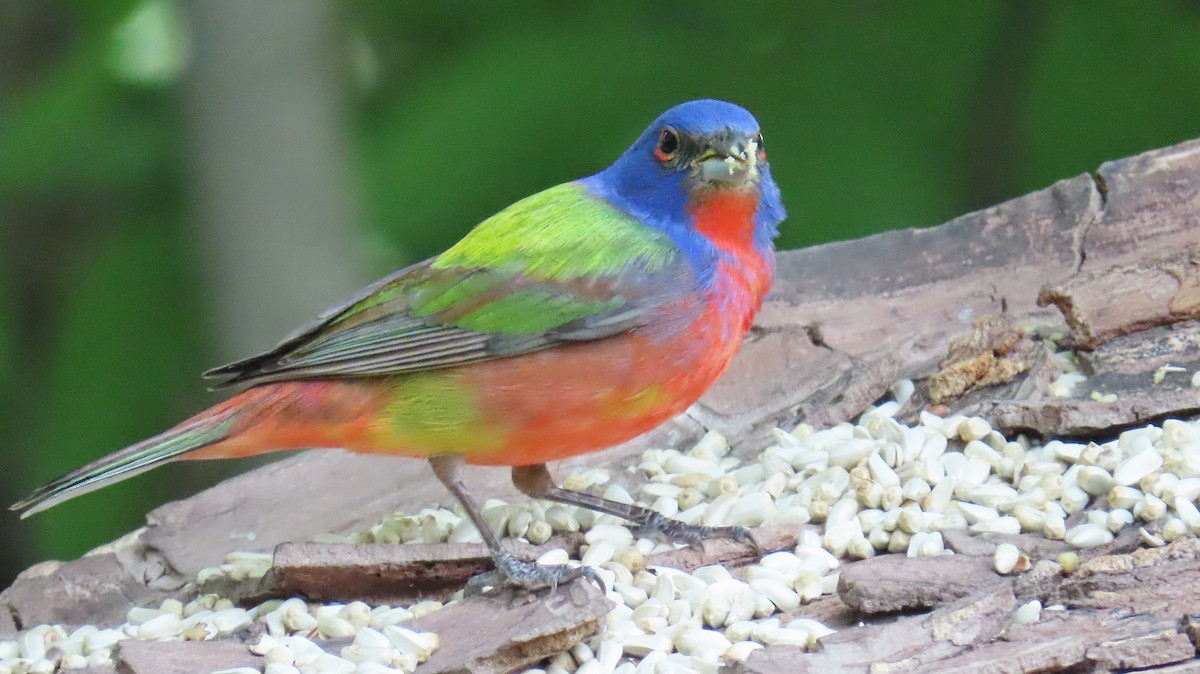 Painted Bunting - ML618425092