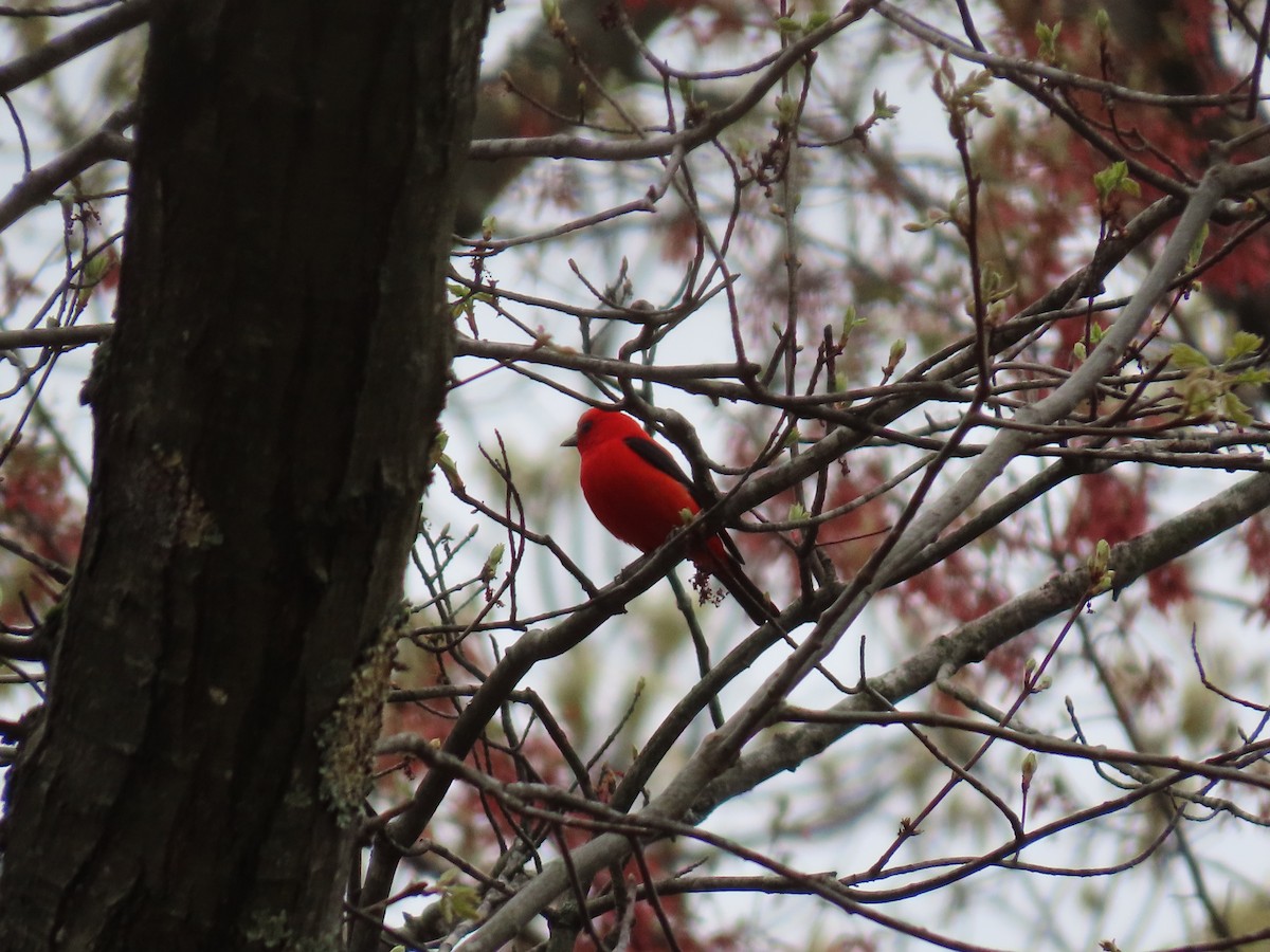 Scarlet Tanager - ML618425136