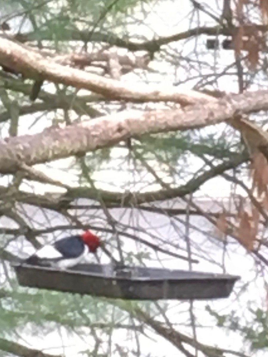 Red-headed Woodpecker - ML618425193