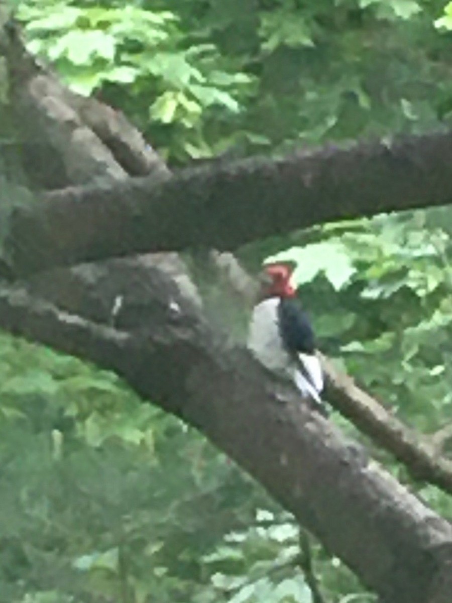 Red-headed Woodpecker - Dan Hall