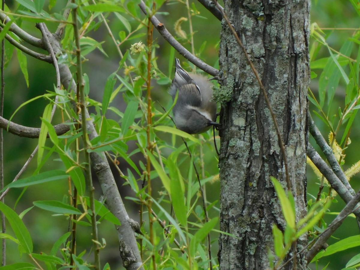 Brown-headed Nuthatch - ML618425220