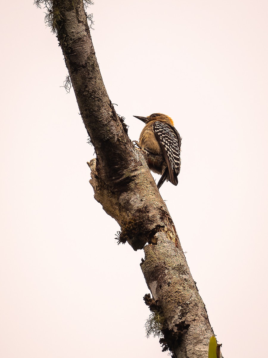Red-crowned Woodpecker - ML618425228
