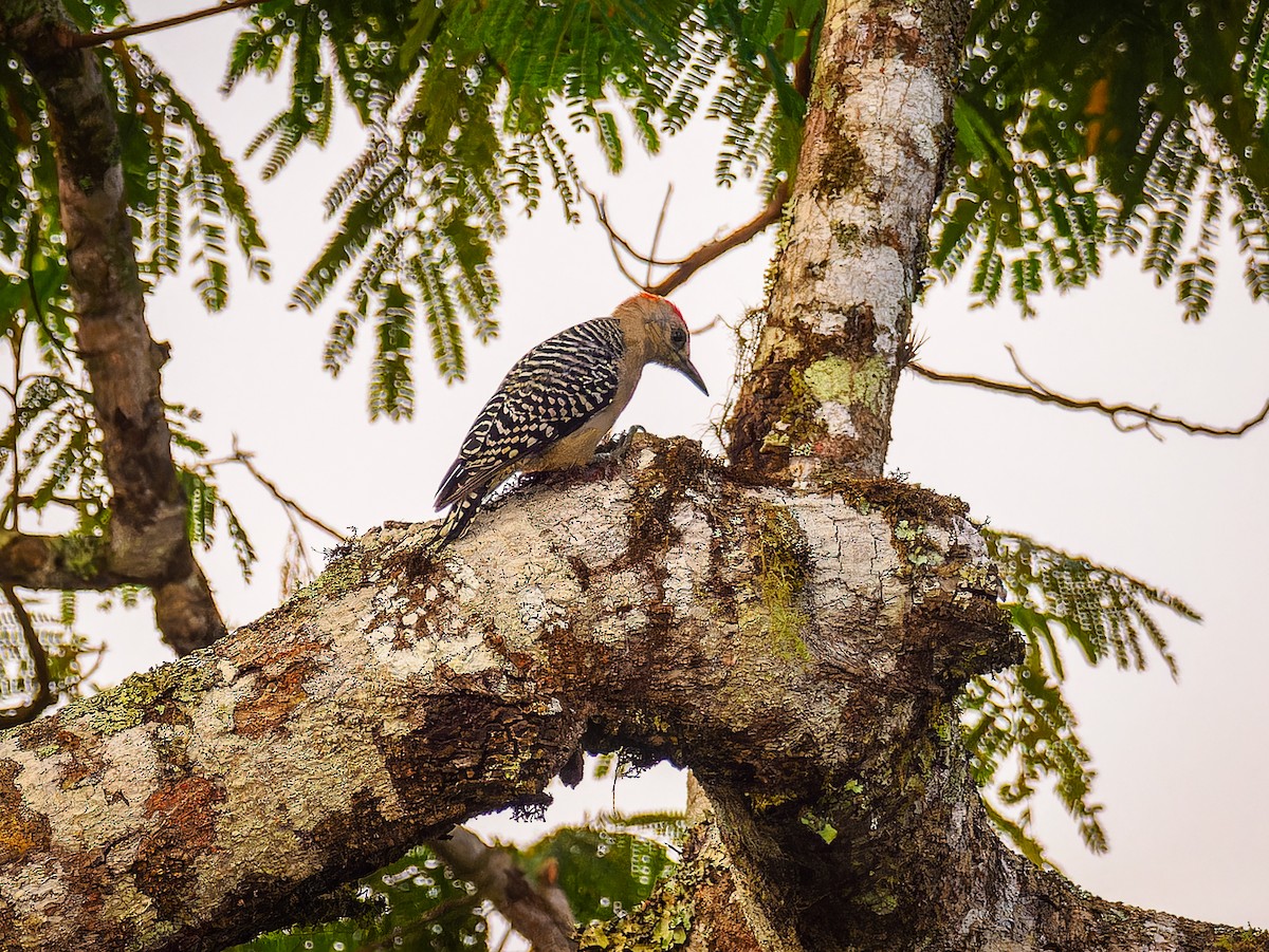 Red-crowned Woodpecker - ML618425229