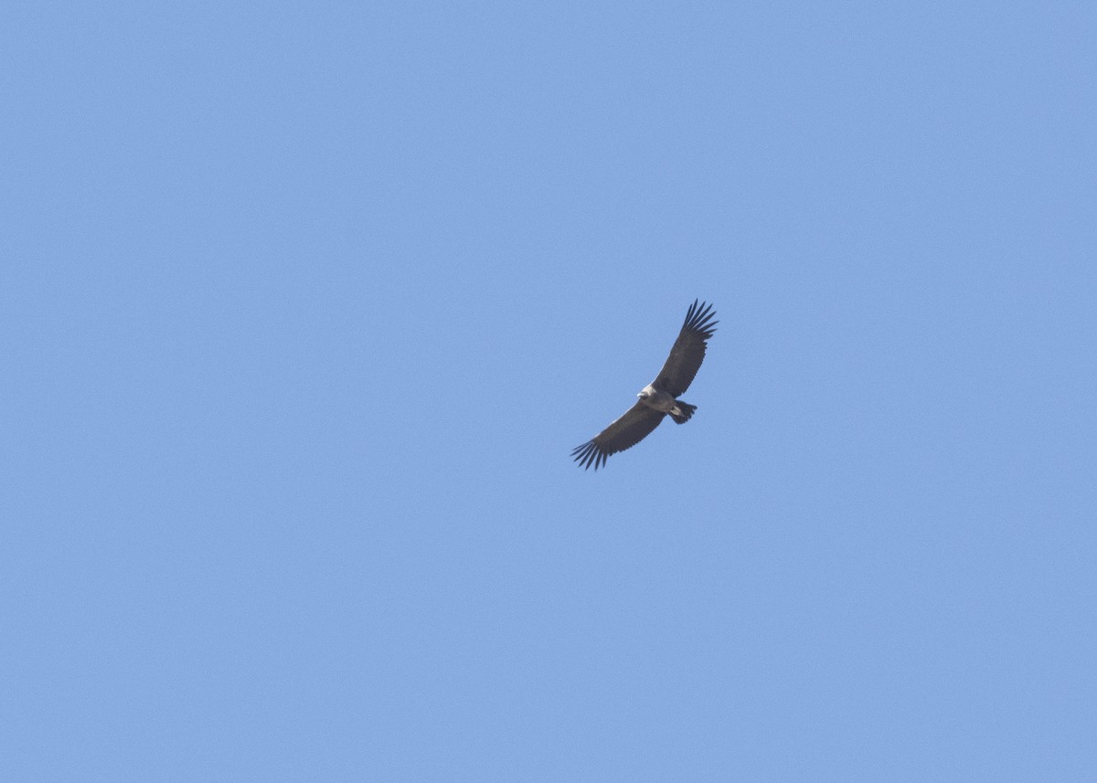 Andean Condor - ML618425232