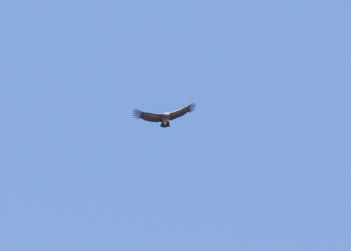 Condor des Andes - ML618425233