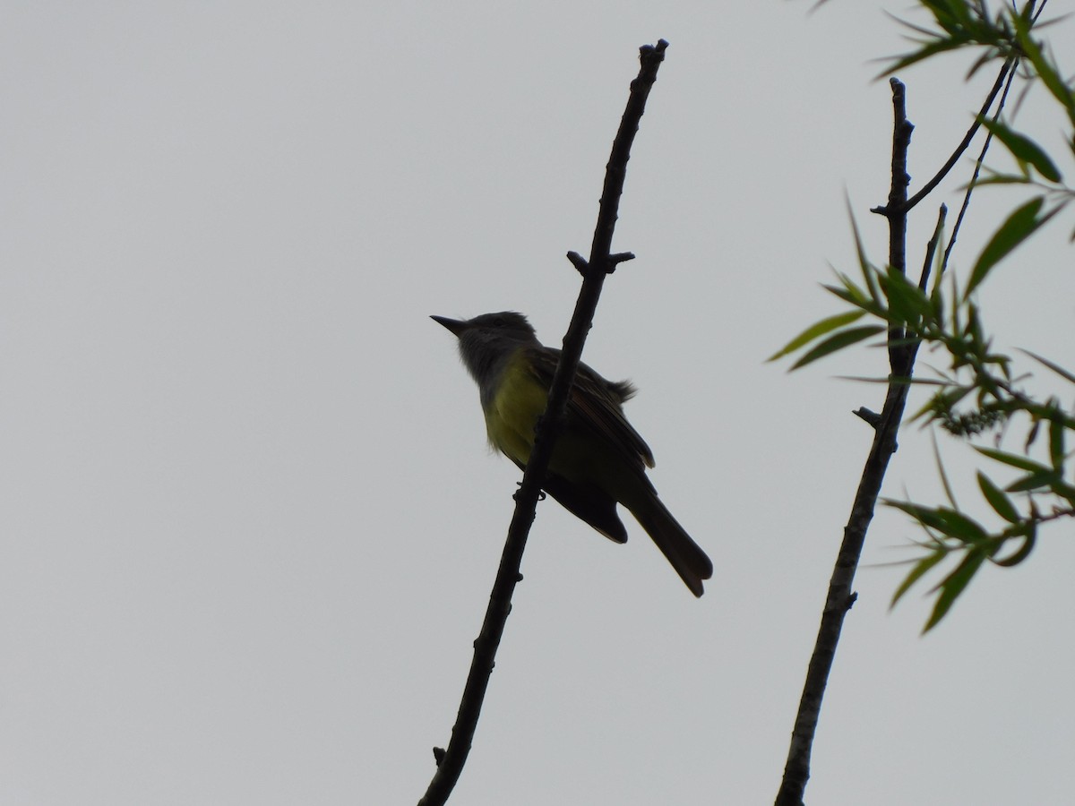 Great Crested Flycatcher - ML618425249