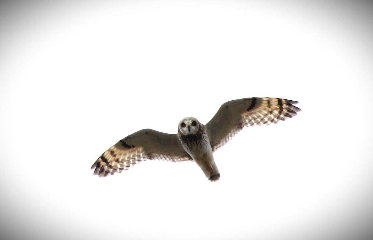 Short-eared Owl - ML618425253
