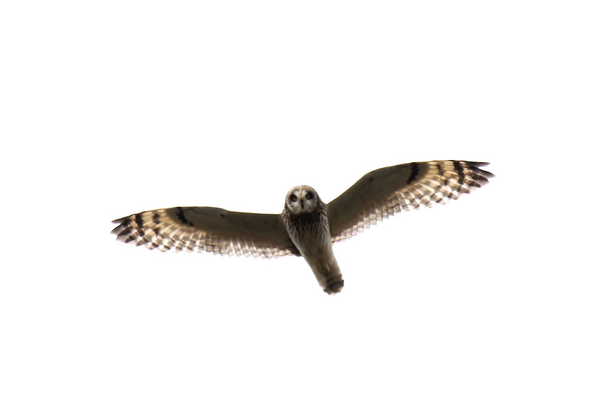 Short-eared Owl - ML618425254