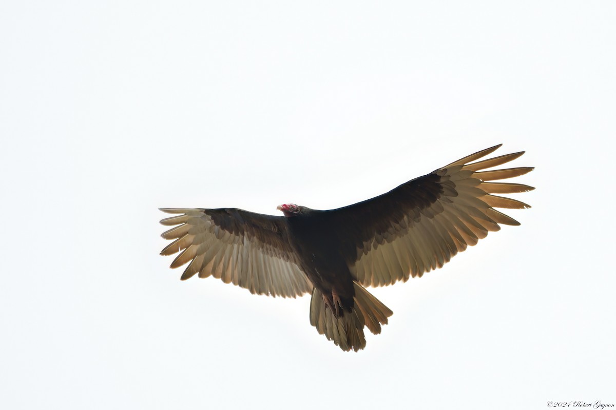 Turkey Vulture - ML618425265