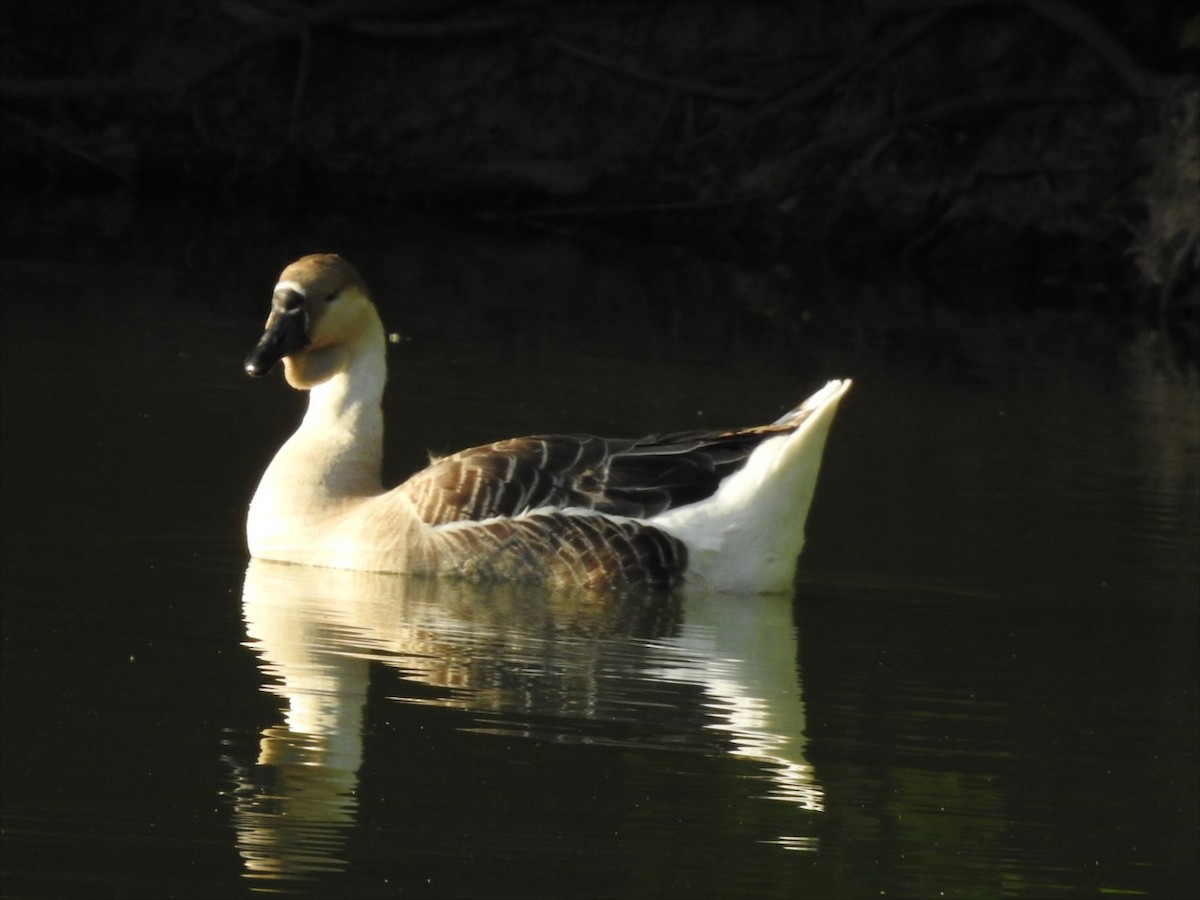 Swan Goose (Domestic type) - ML618425271
