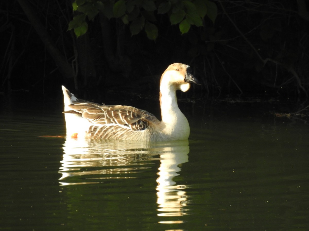 Swan Goose (Domestic type) - ML618425297