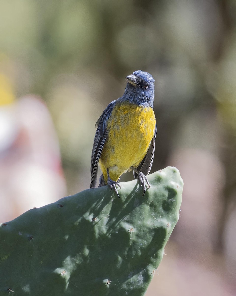 Blue-and-yellow Tanager - ML618425309