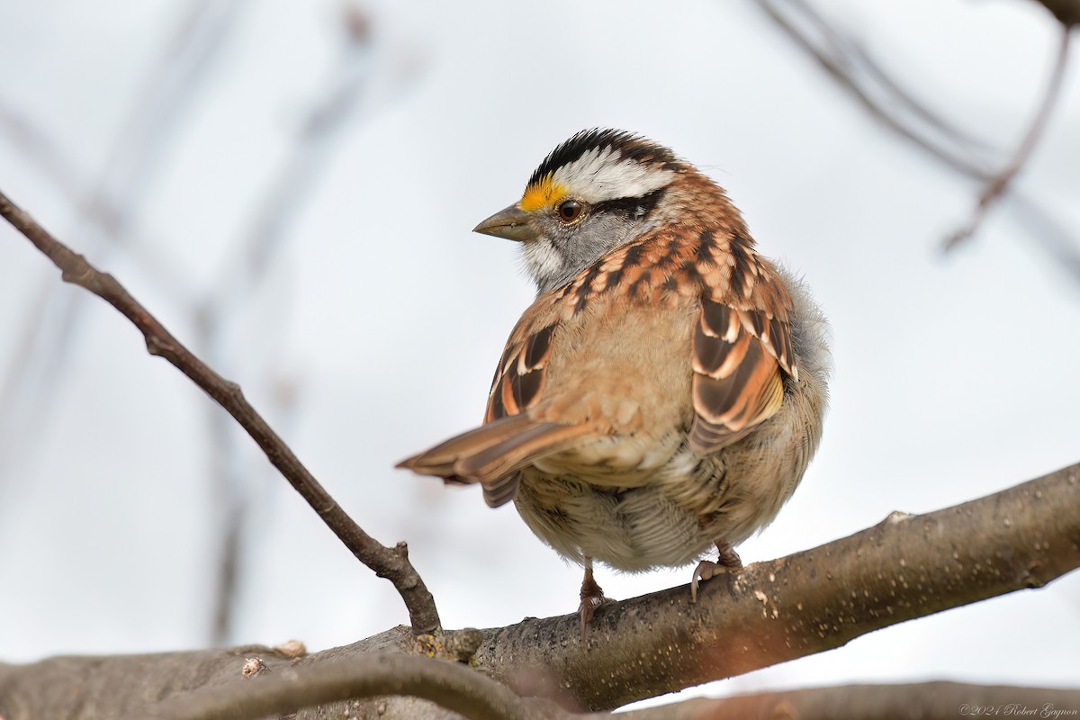 White-throated Sparrow - ML618425316