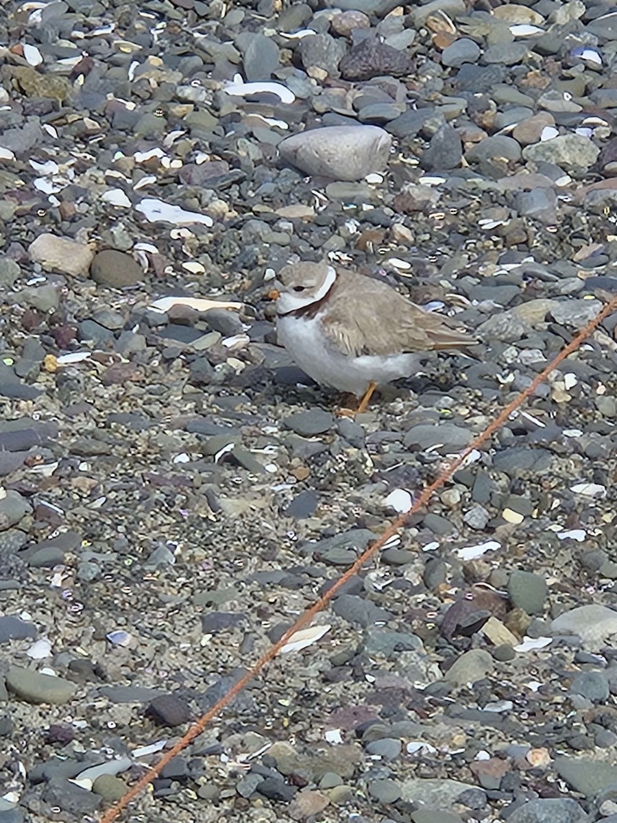 Piping Plover - ML618425317