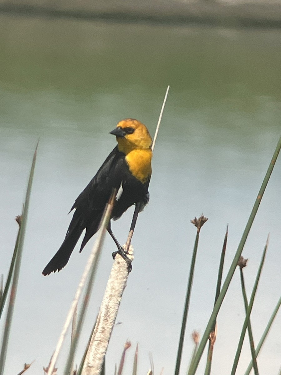 Yellow-headed Blackbird - ML618425349