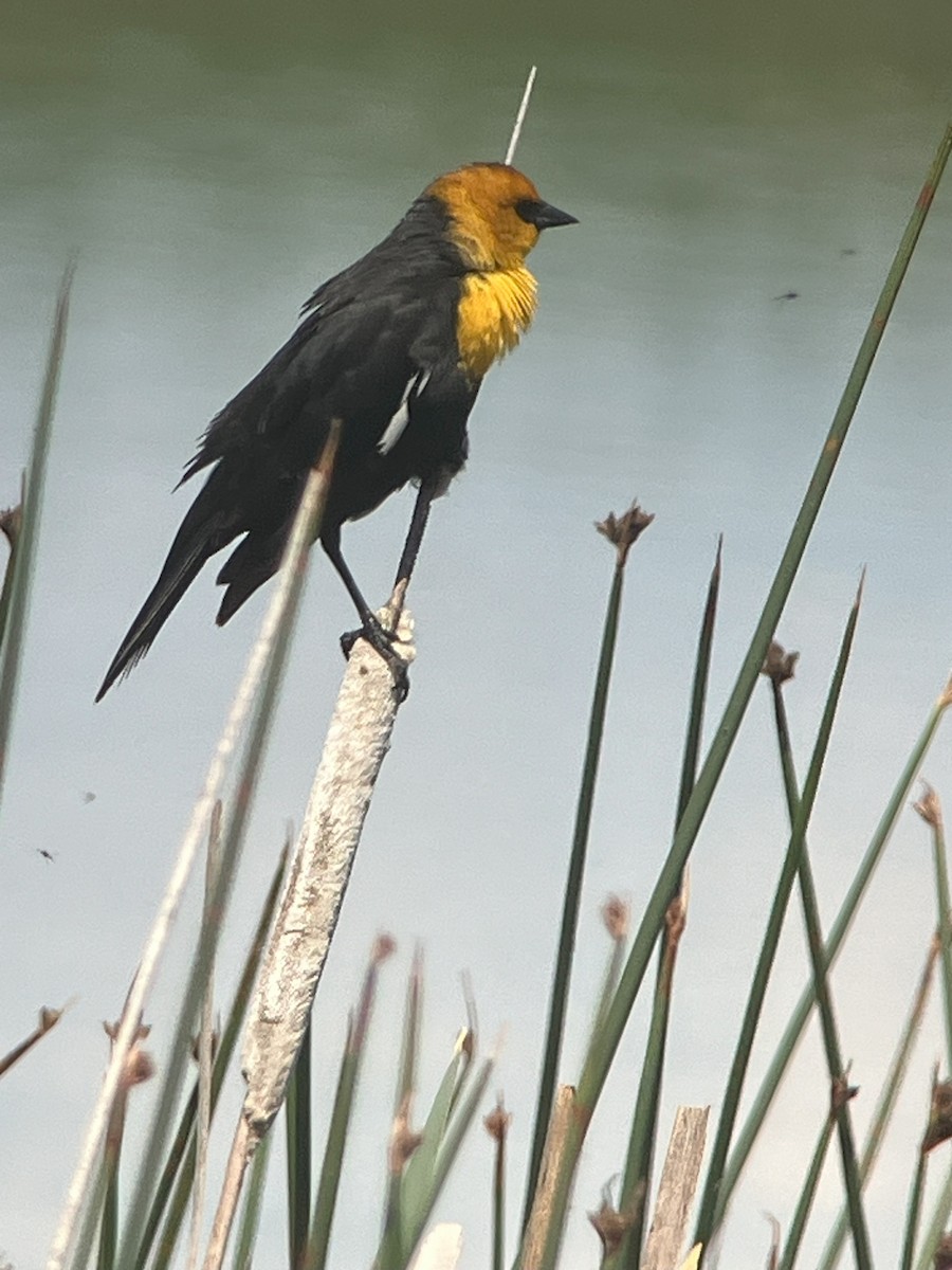 Yellow-headed Blackbird - ML618425350