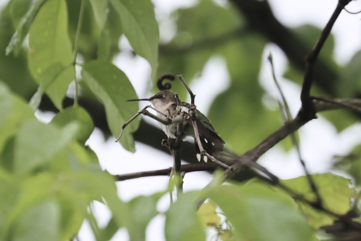 Ruby-throated Hummingbird - Lisa Benjamin