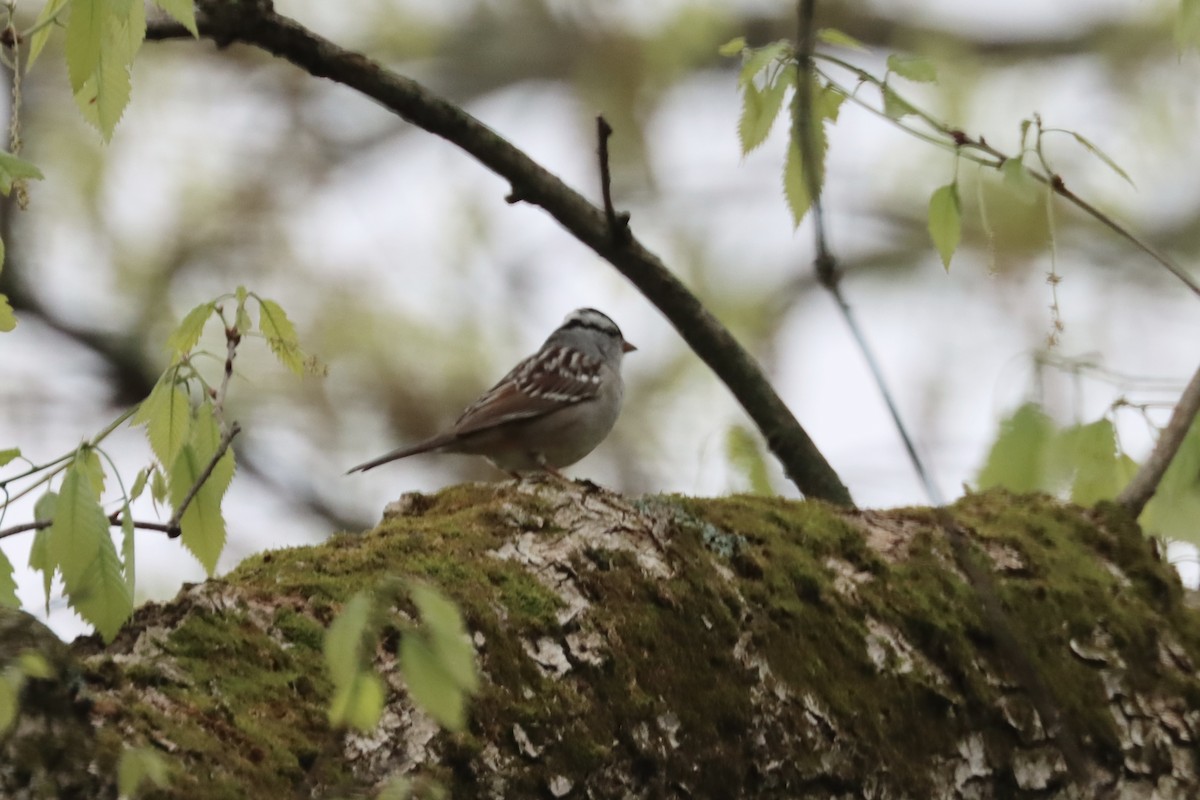 White-crowned Sparrow - ML618425394
