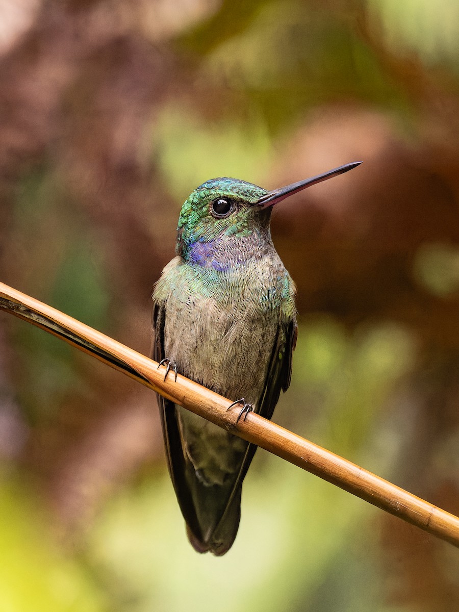 Charming Hummingbird - Deborah Berlyne