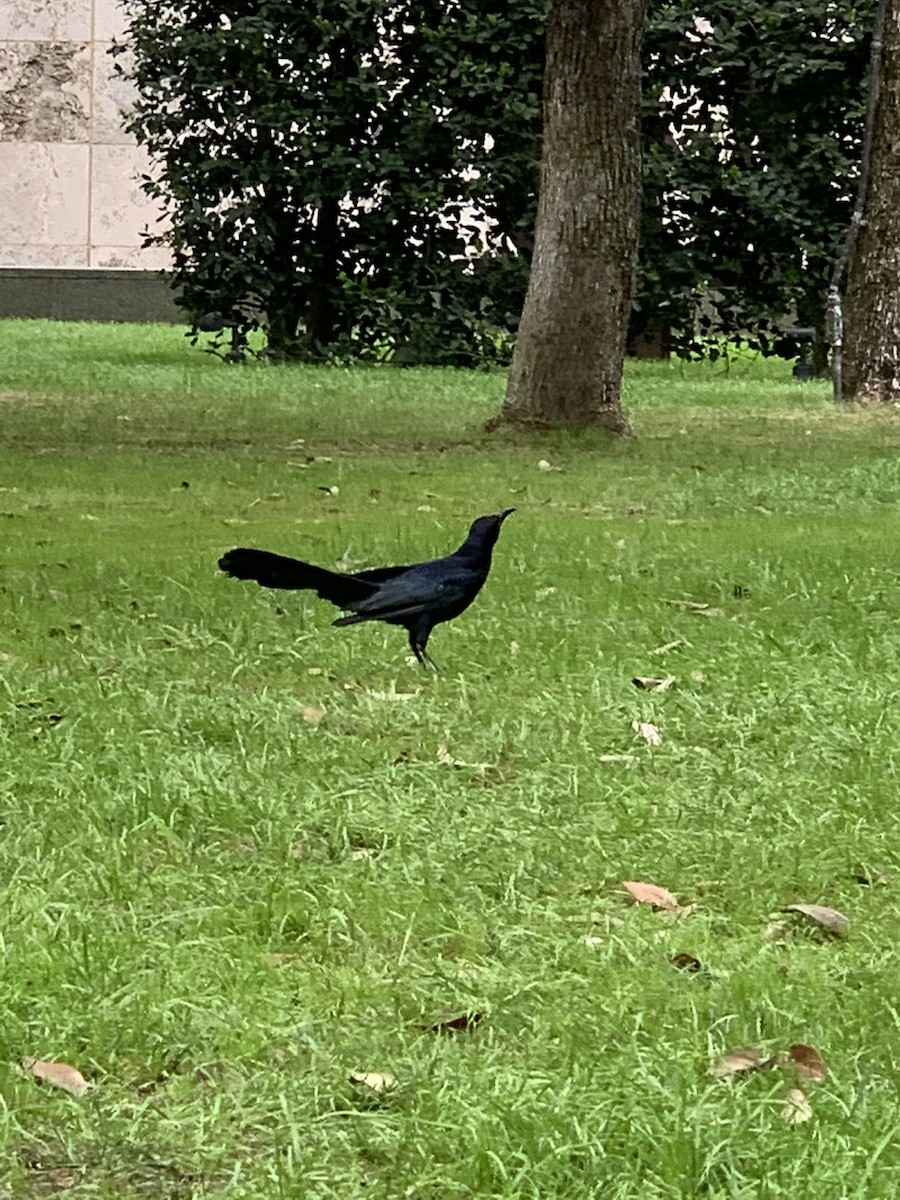 Great-tailed Grackle - ML618425451