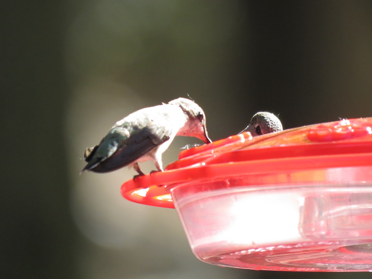 Anna's Hummingbird - ML618425460