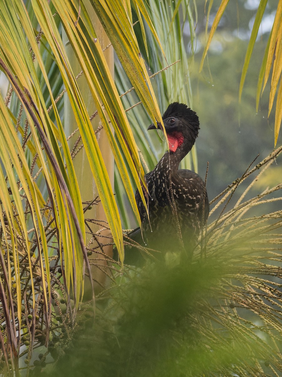 Crested Guan - ML618425470
