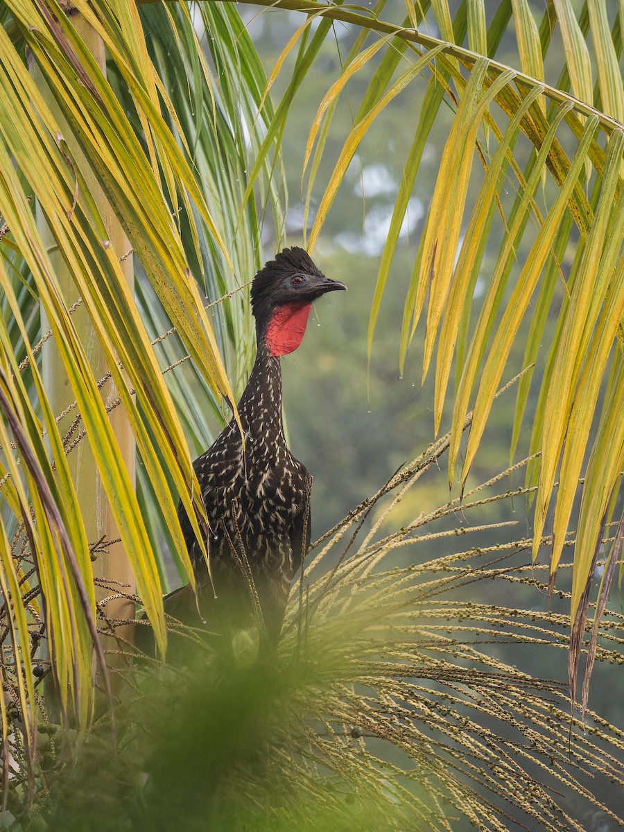 Crested Guan - ML618425471
