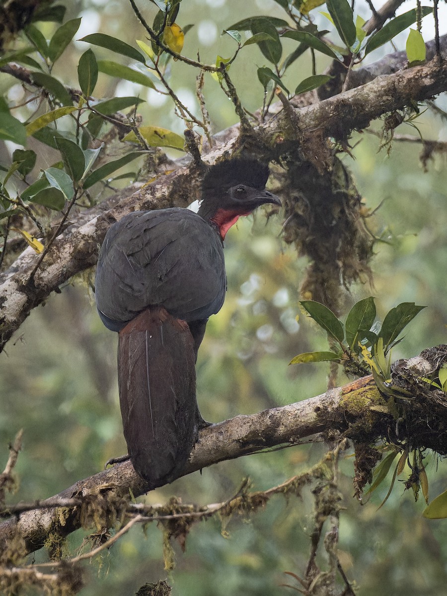 Crested Guan - ML618425472