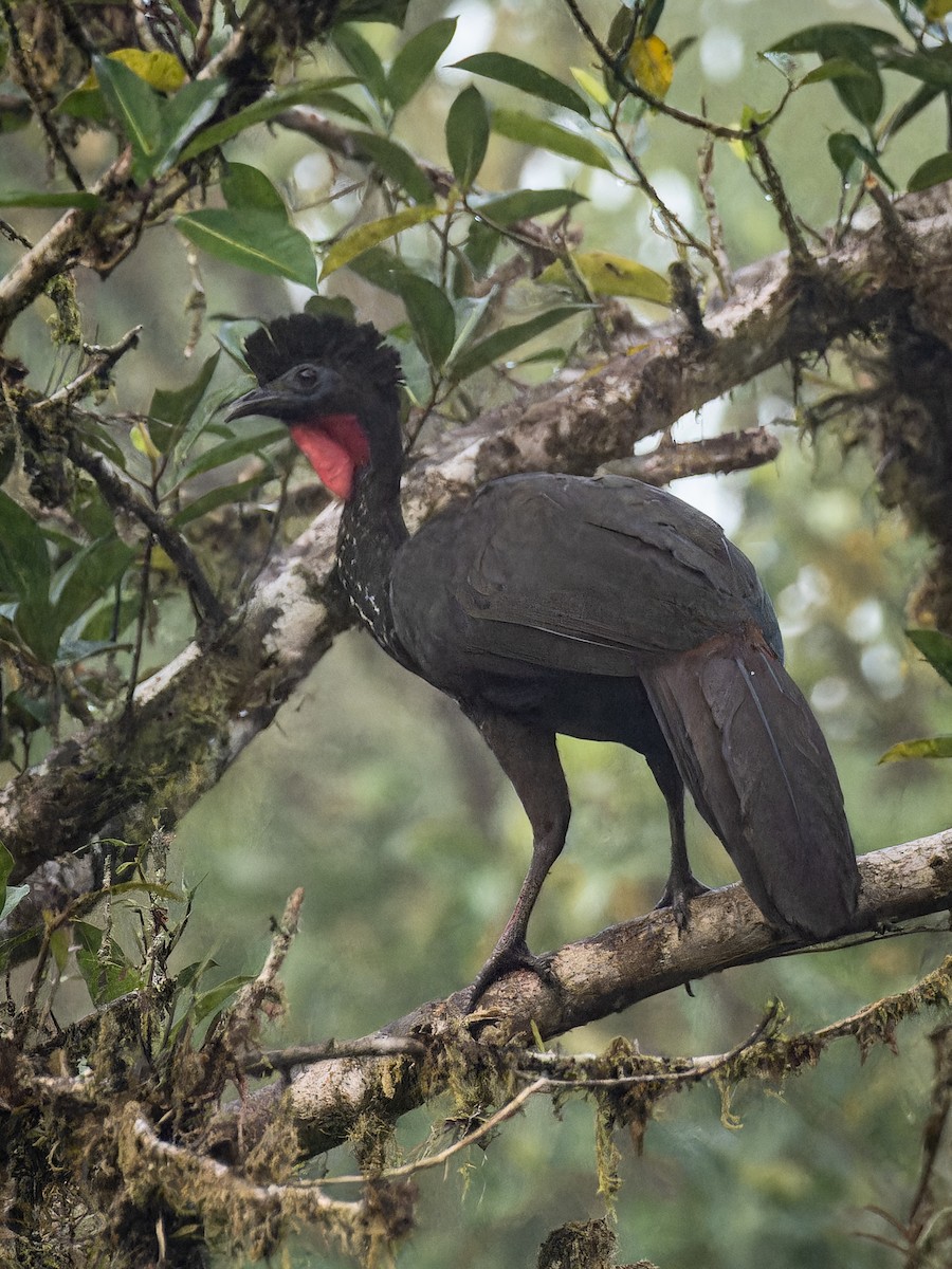 Crested Guan - ML618425473