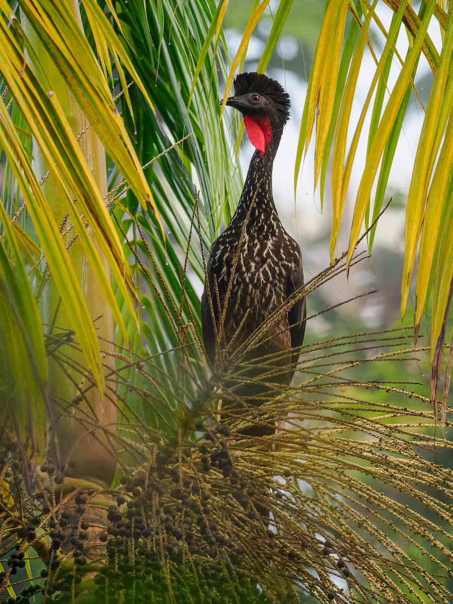 Crested Guan - ML618425474