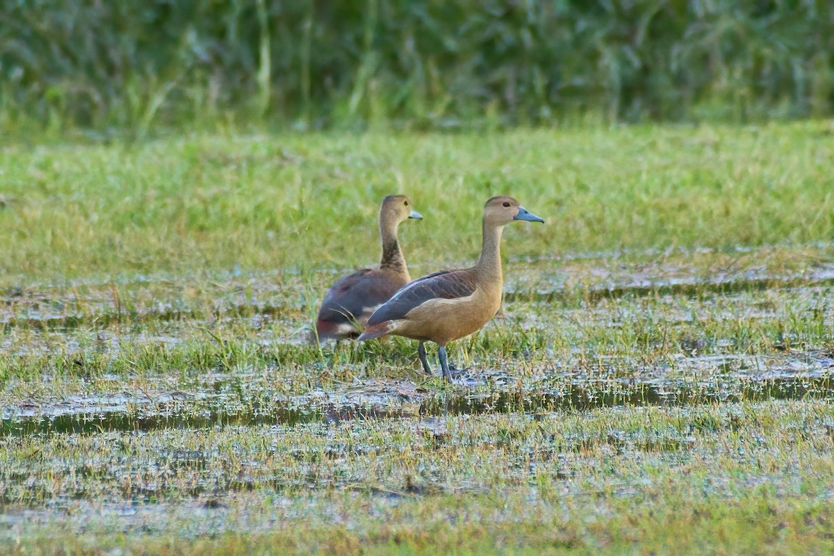 Lesser Whistling-Duck - Yuh Woei Chong