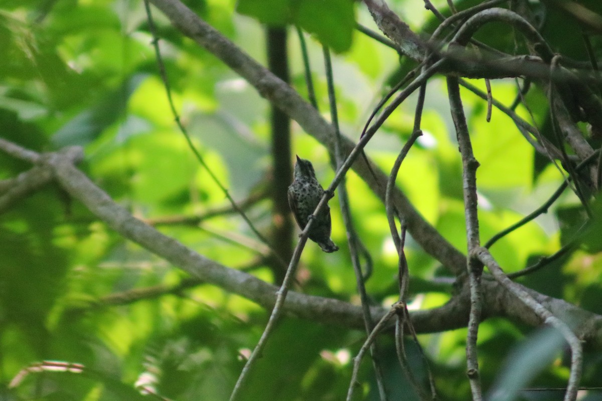 Speckled Piculet - Supot Surapaetang