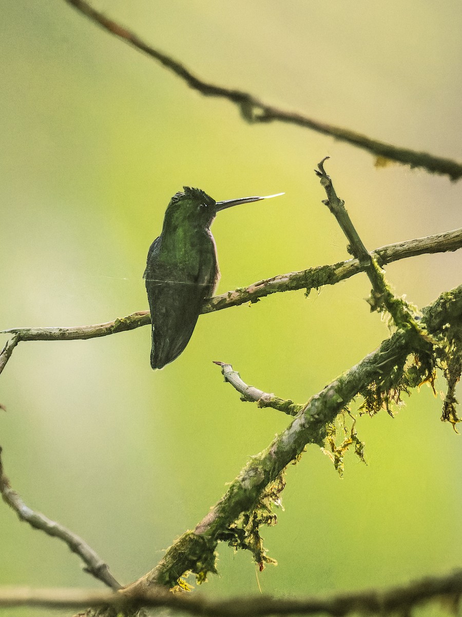 Scaly-breasted Hummingbird - Deborah Berlyne