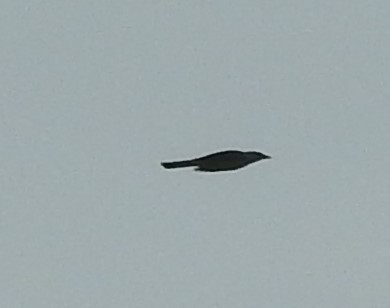 Black-winged Cuckooshrike - ML618425557
